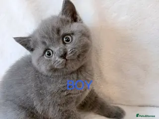 British Shorthair cats Pedigree bsh kittens (Ready) 1LEFT - Advert 5