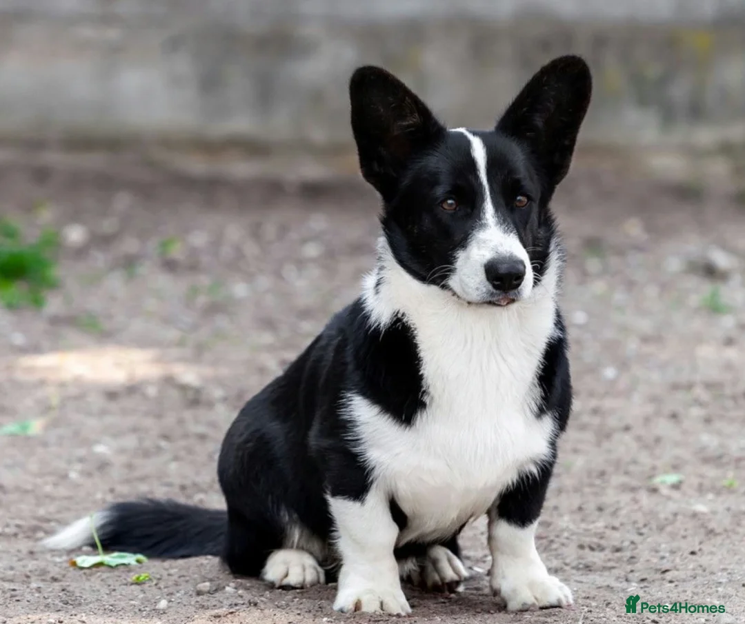 Welsh Corgi Cardigan dogs for adoption: 🐾 RONNIE – Corgi (Male) in West Malling - Advert 1