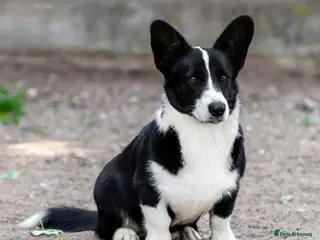 Welsh Corgi Cardigan dogs 🐾 RONNIE – Corgi (Male) - Advert 9