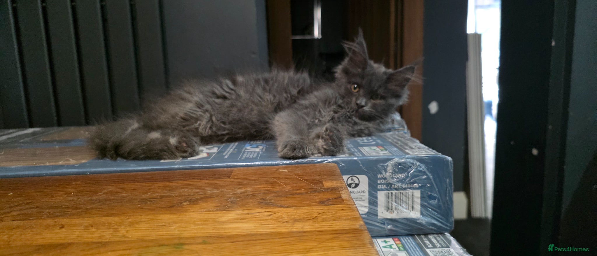Maine Coon cats Full pedigree, Russian lines Xl Maine Coon - Advert 1