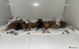 Mixed Breed dogs for sale: Dachshund x Maltese puppies  - Advert 9