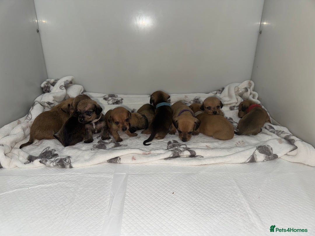 Mixed Breed dogs for sale: Dachshund x Maltese puppies  - Advert 9