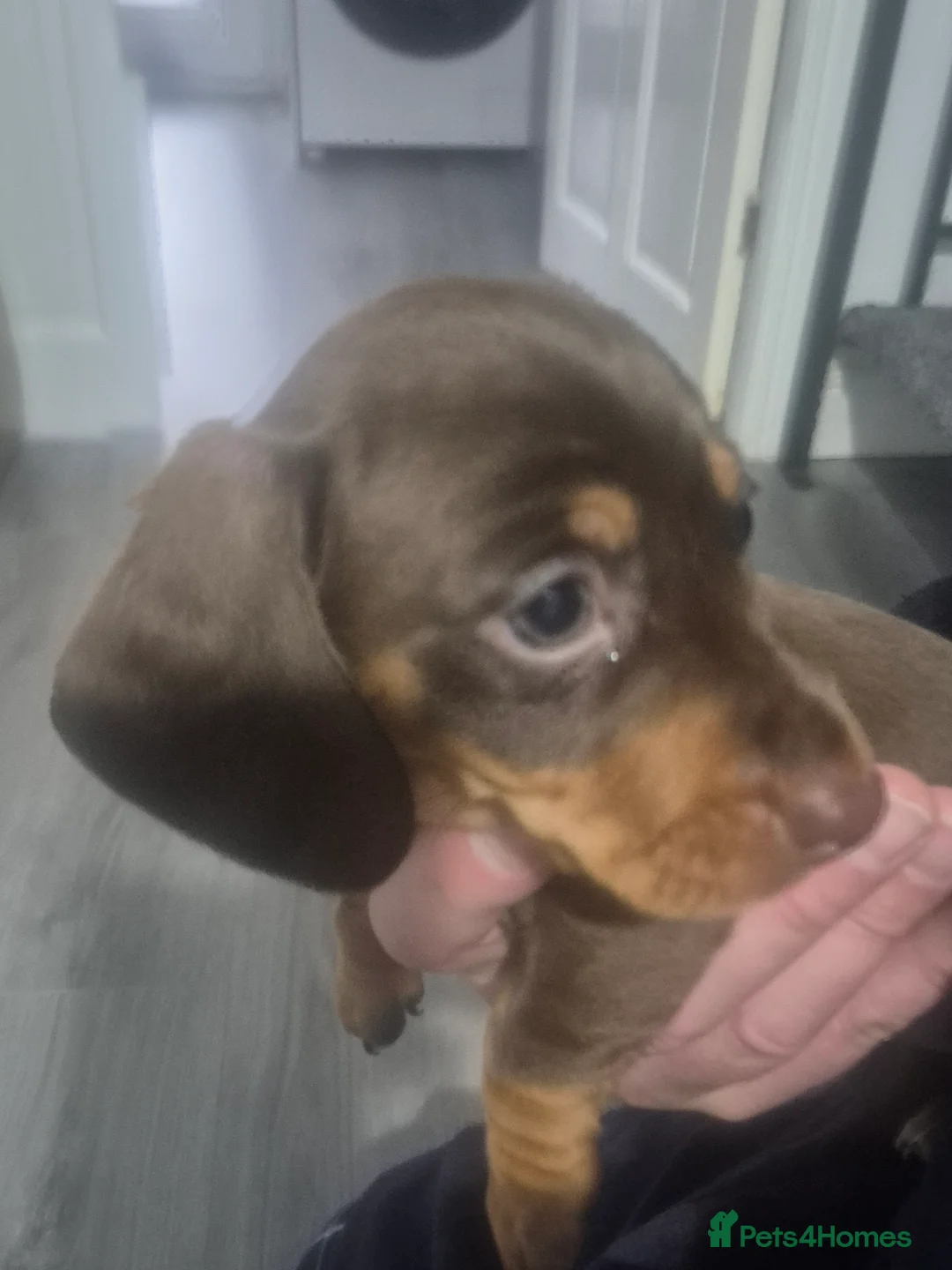 Miniature Dachshund dogs for sale: Miniture dachshund smooth hair puppies  - Advert 1