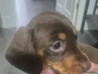 Miniature Dachshund dogs Miniture dachshund smooth hair puppies - Advert 3