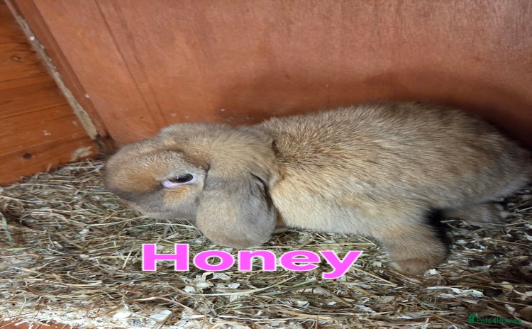 Mini Lop rabbits ♥️Very friendly mini lop girls available ♥️ - Advert 15