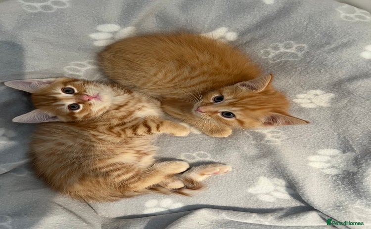 Persian cats Cute Ginger Male Kittens For Sale  - Advert 1