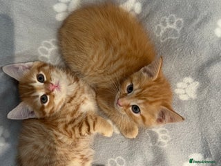 Persian cats Cute Ginger Male Kittens For Sale - Advert 5