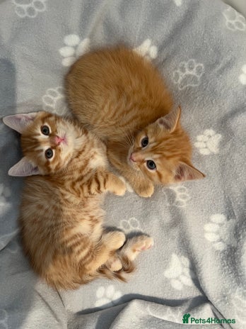 Persian cats Cute Ginger Male Kittens For Sale - Advert 1