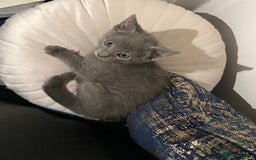 Russian Blue cats for sale: Russian blue girl for sale! - Image 5
