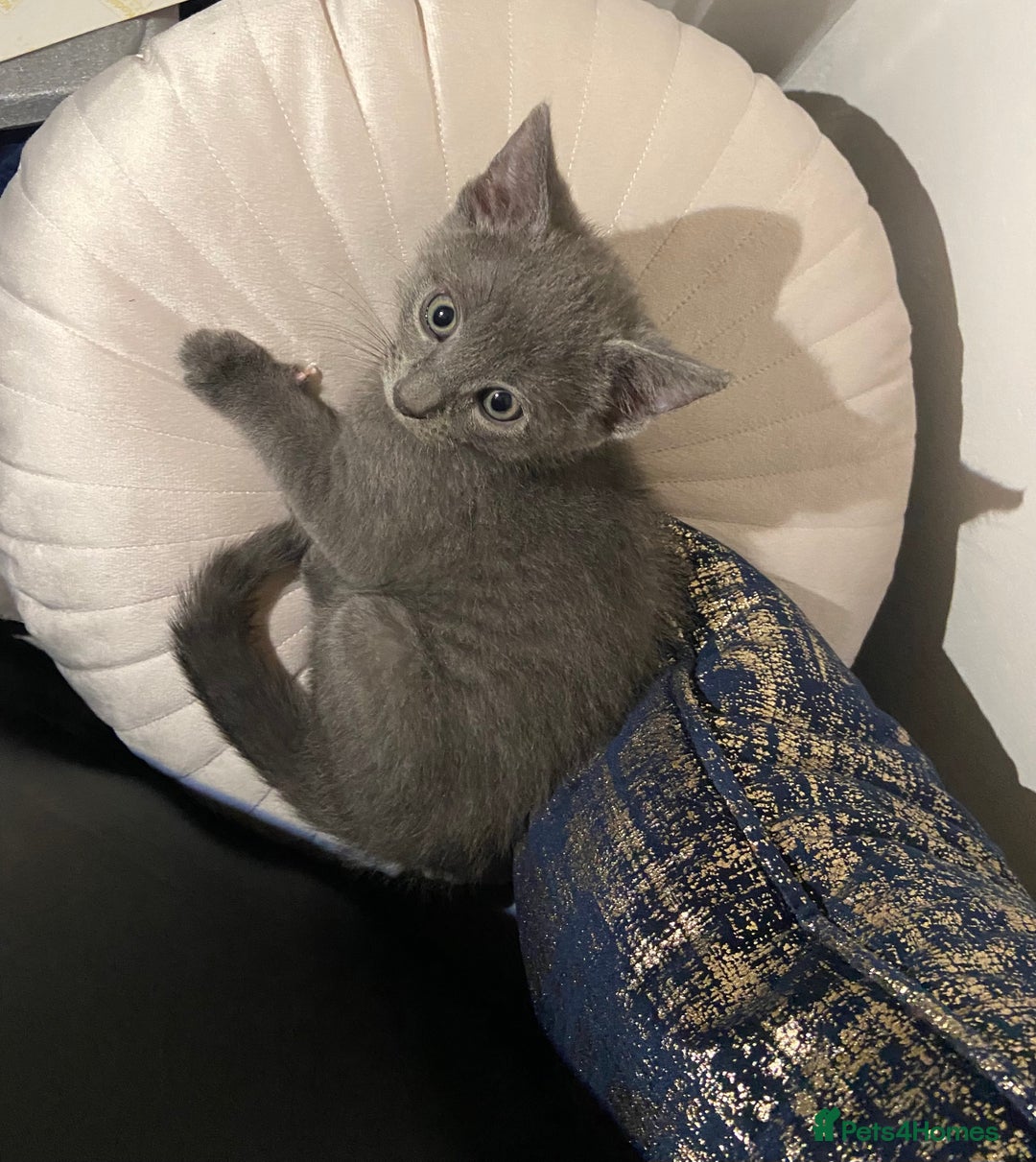 Russian Blue cats for sale: Russian blue girl for sale! - Image 5