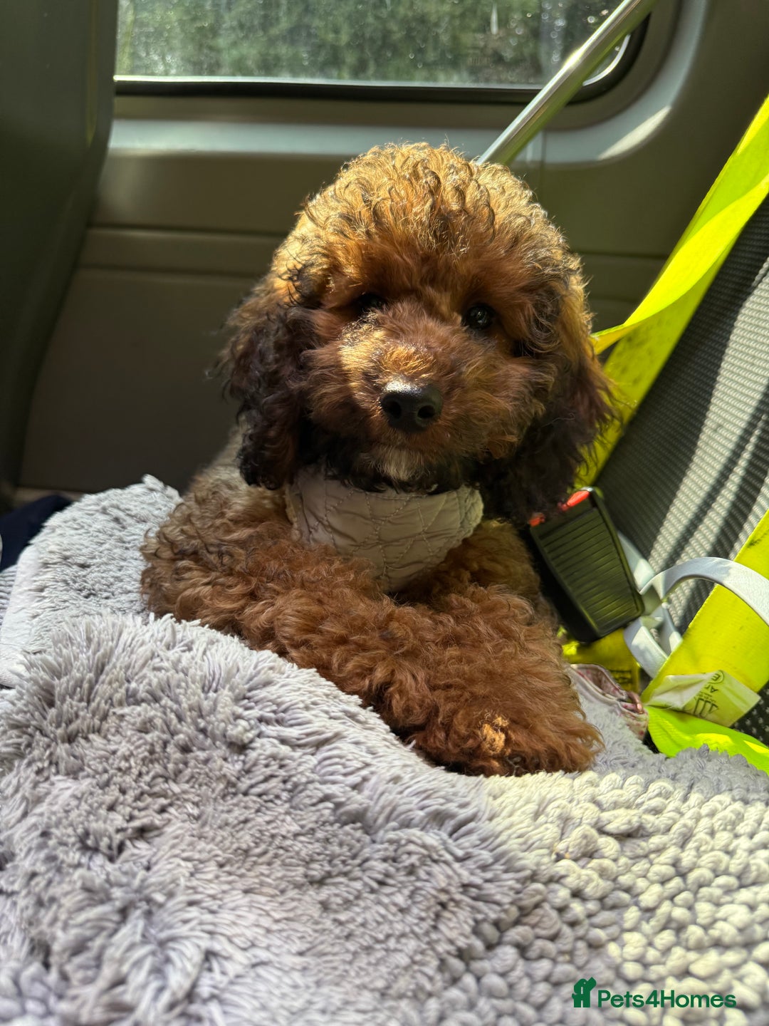 Cockapoo dogs for sale: Wait list open for our upcoming litter. - Advert 11