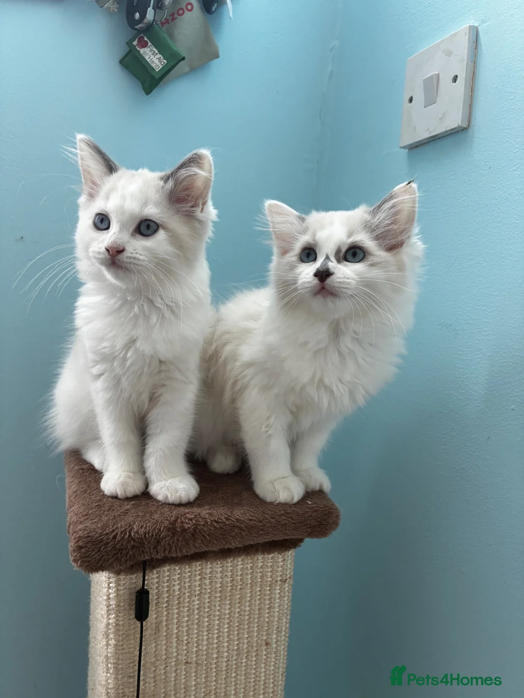 Ragdoll cats for sale: Ragdoll girls - Advert 1