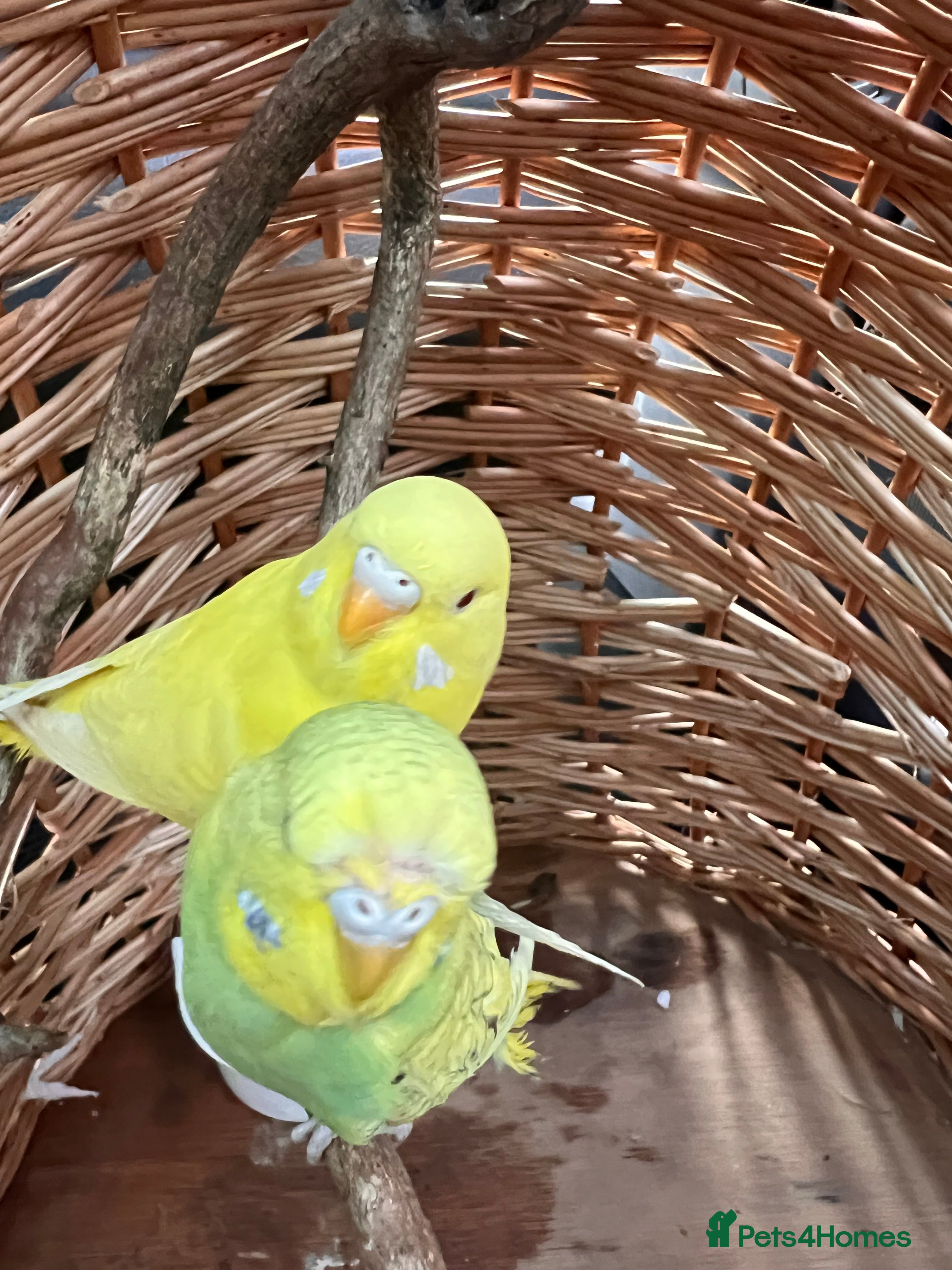 Budgerigars birds Four bonded budgies in Heriot - Advert 2