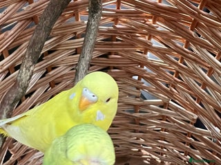 Budgerigars birds Four bonded budgies in Heriot - Advert 1