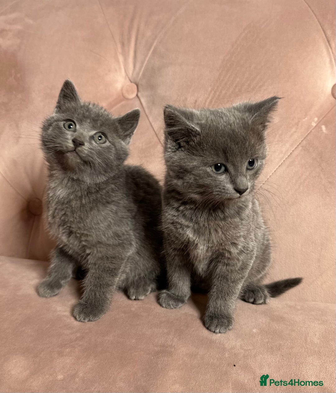 Russian Blue cats for sale: Last gorgeous male Russian blue  - Advert 9