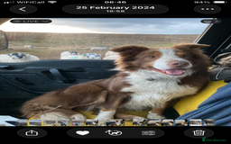 Border Collie dogs for sale: Beautiful litter of border collies - Image 11