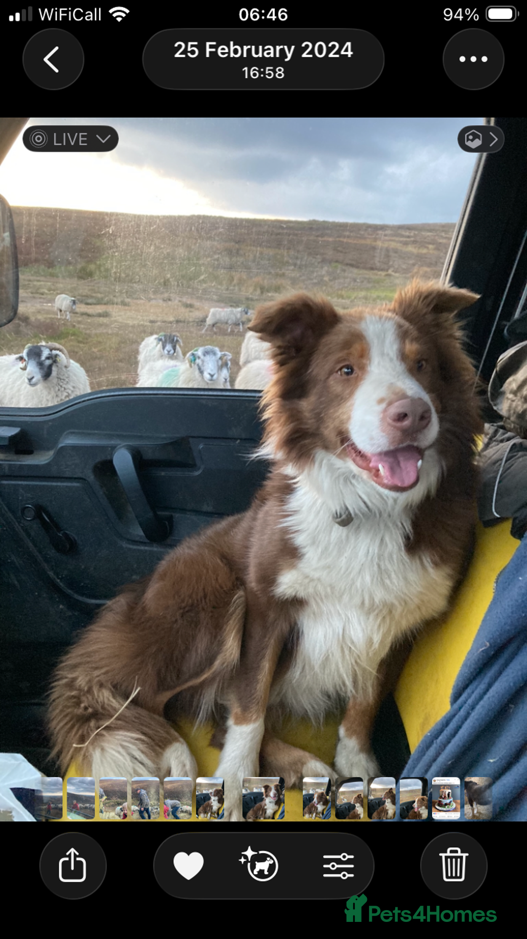 Border Collie dogs for sale: Beautiful litter of border collies - Image 11