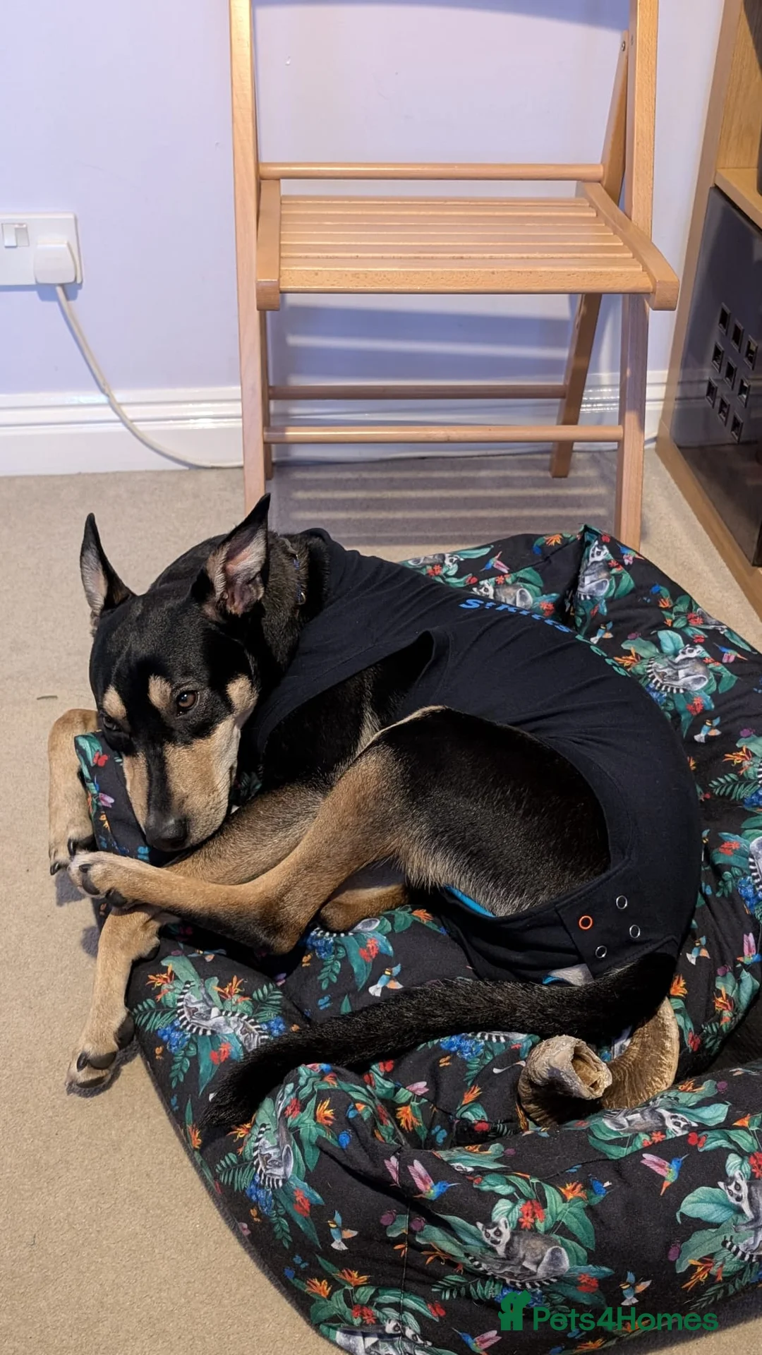 Mixed Breed dogs for adoption: Oreo - very sweet lad - Advert 18