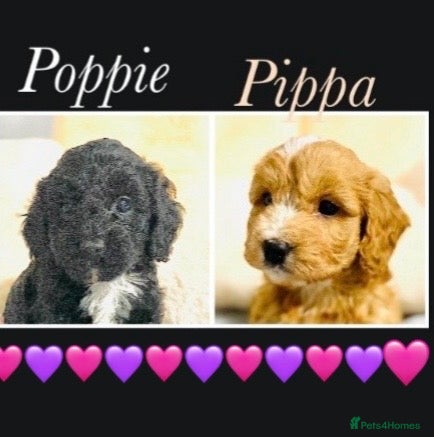 Cockapoo dogs 🌟EXCEPTIONAL F1 TOY COCKAPOOS~READY FROM MAY 🌟 - Advert 15