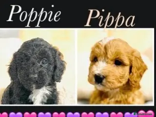 Cockapoo dogs 🌟EXCEPTIONAL F1 TOY COCKAPOOS~READY FROM MAY 🌟 - Advert 15