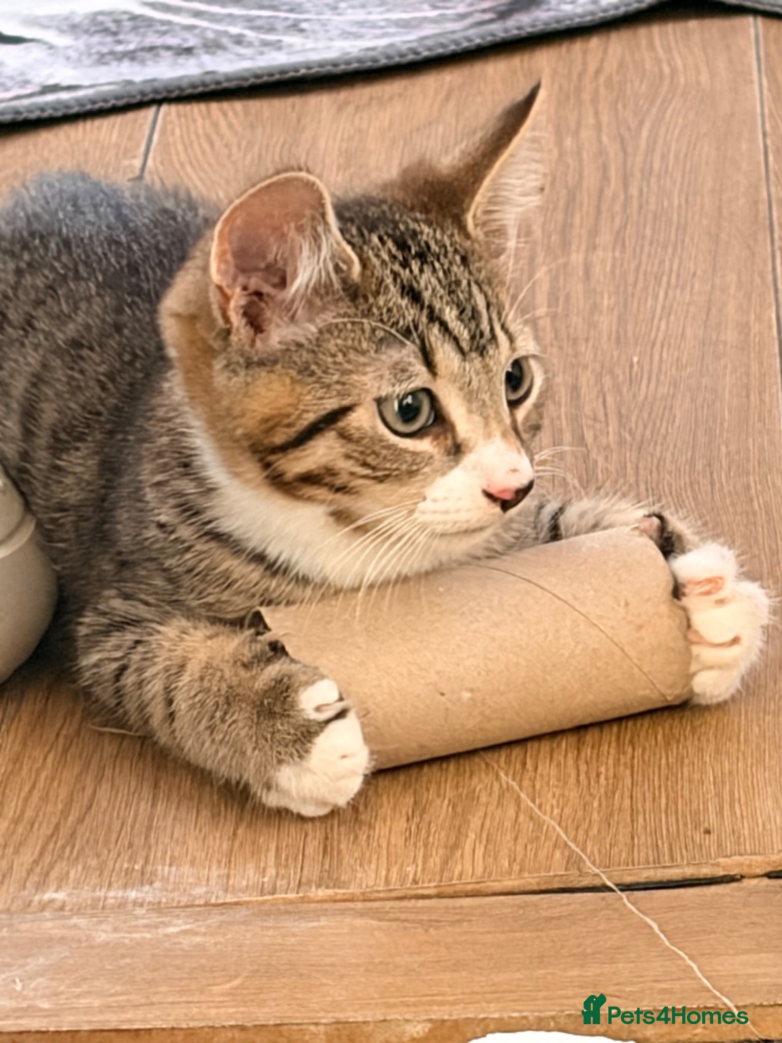Mixed Breed cats Selling one mixed kitten - Advert 2