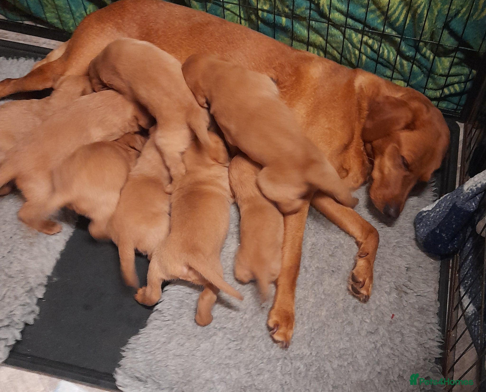 Labrador Retriever dogs Red fox labrador puppies  - Advert 3