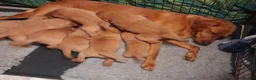 Labrador Retriever dogs for sale: Fox redlabrador puppies  - Advert 4
