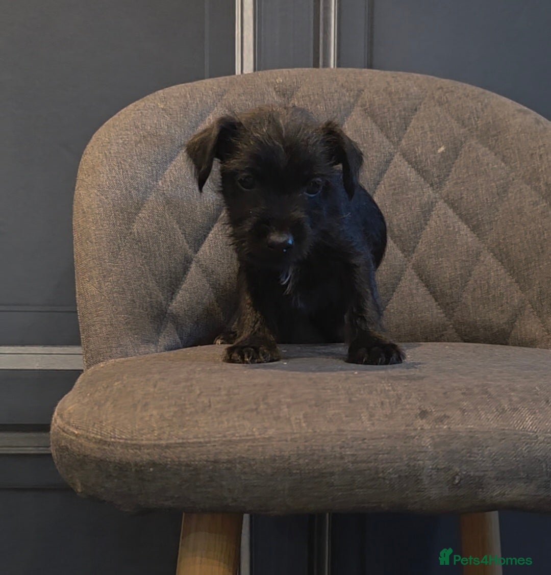 Patterdale Terrier dogs for sale: Patterdale Working Pups Ready To Go - Image 14