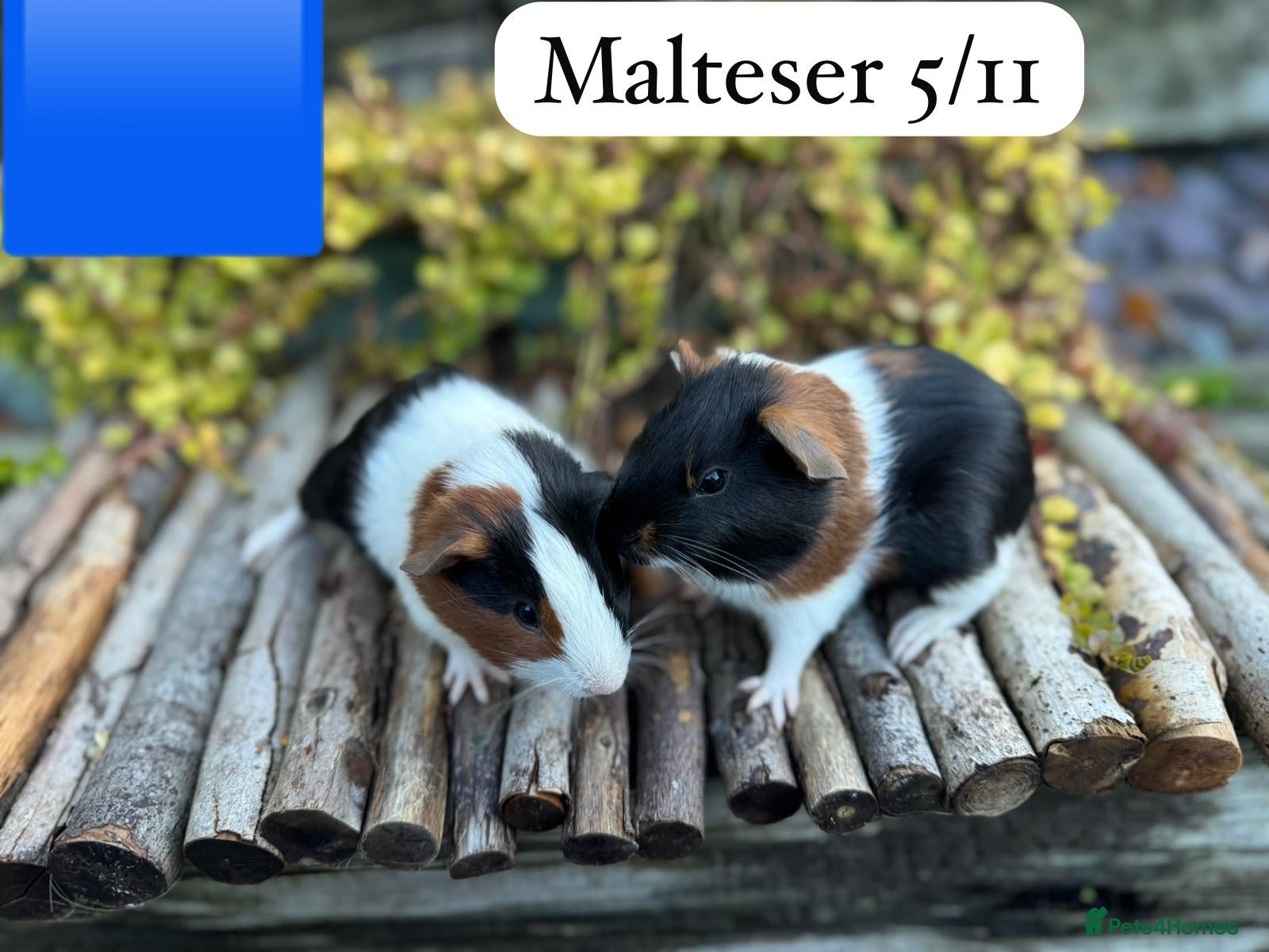 Guinea Pig rodents Gorgeous baby male guinea pigs ready soon - Advert 3