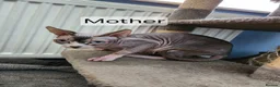 Sphynx cats for sale: Tica quality canadian sphynx kittens - Advert 17
