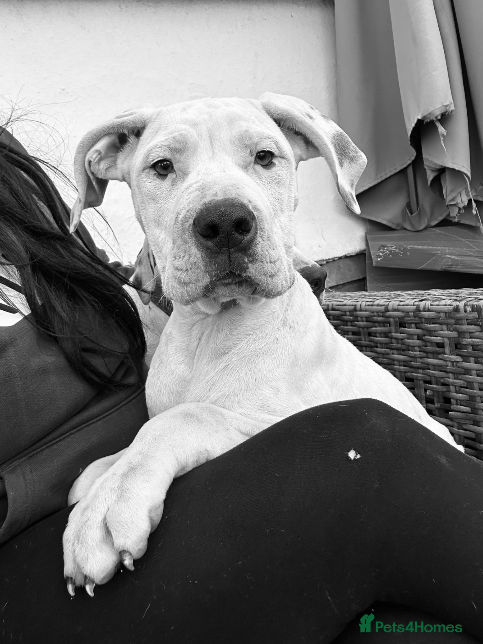 Mixed Breed dogs american bulldog cross staff - Advert 14