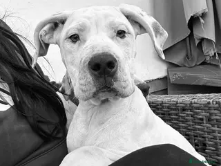 Mixed Breed dogs american bulldog cross staff - Advert 6