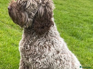Australian Labradoodle dogs in Driffield - Advert 2