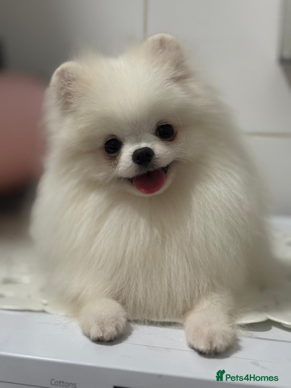 Pomeranian dogs White and Orange Pomeranian Boys - Advert 5