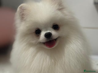 Pomeranian dogs White and Orange Pomeranian Boys - Advert 6