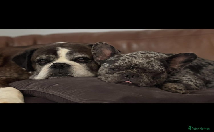 French Bulldog dogs - Advert 1