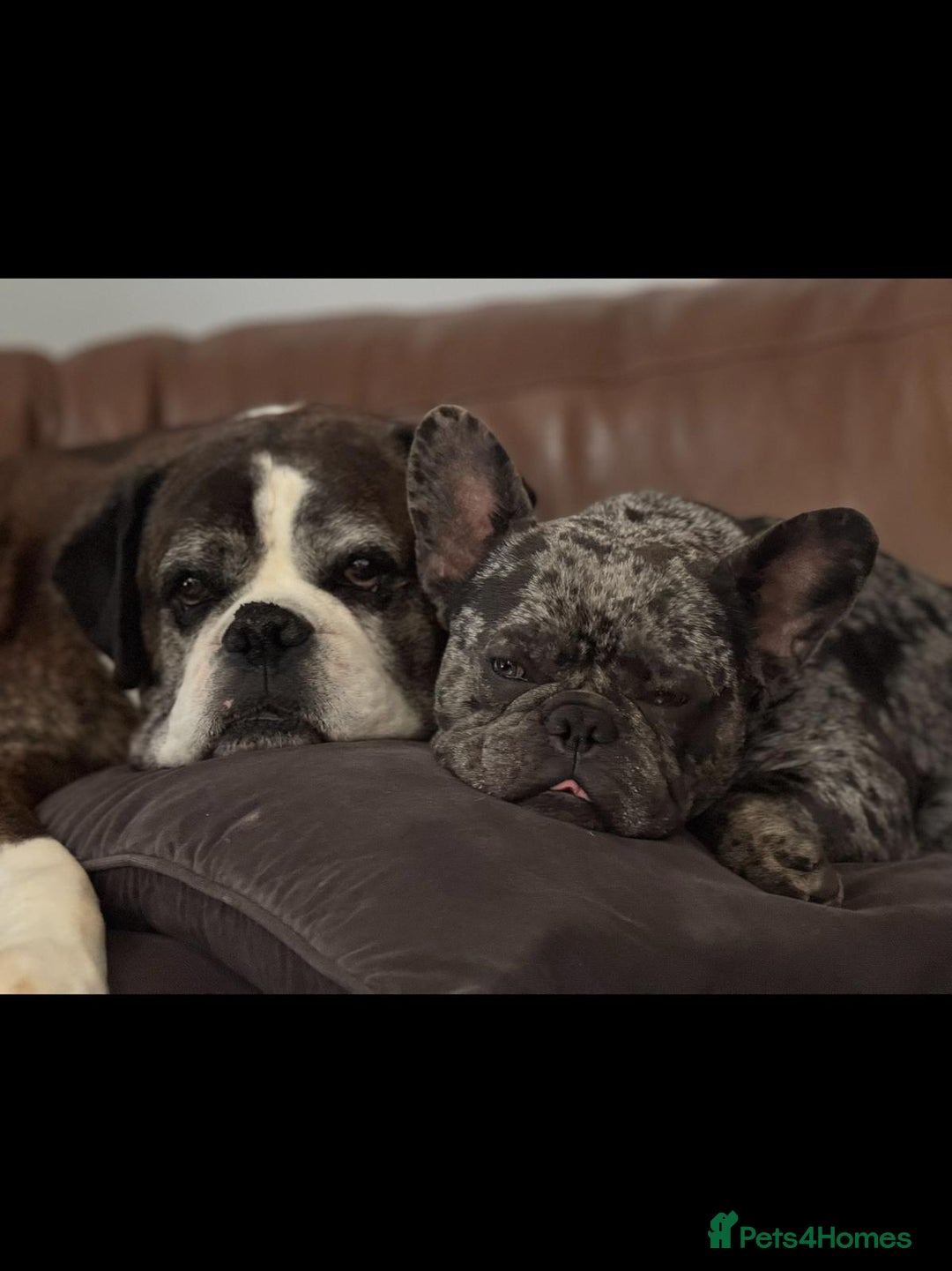 French Bulldog dogs for sale: French bulldog  - Image 1