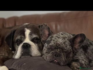 French Bulldog dogs - Advert 1