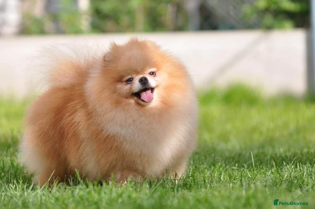 Pomeranian dogs for stud: 4 time Champion KC proven, 1,9kg 🏆 in Amersham - Advert 4