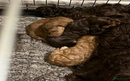 Cockapoo dogs for sale: Stunning F2 cockapoo puppies available 😍  - Image 16
