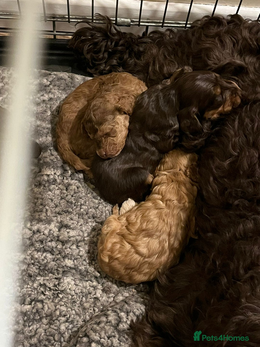 Cockapoo dogs for sale: Stunning F2 cockapoo puppies available 😍  - Image 16