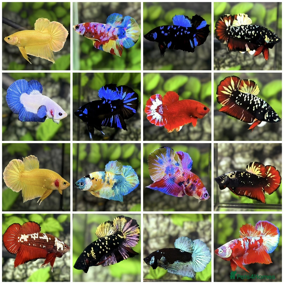 Bettas fish for sale: Imported Male and female betta fish - Advert 2