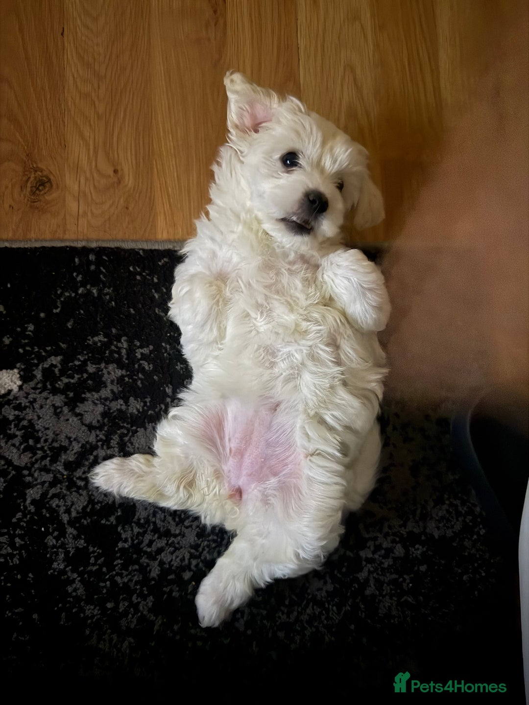 Maltese dogs for sale: pure maltese little girl - Advert 9