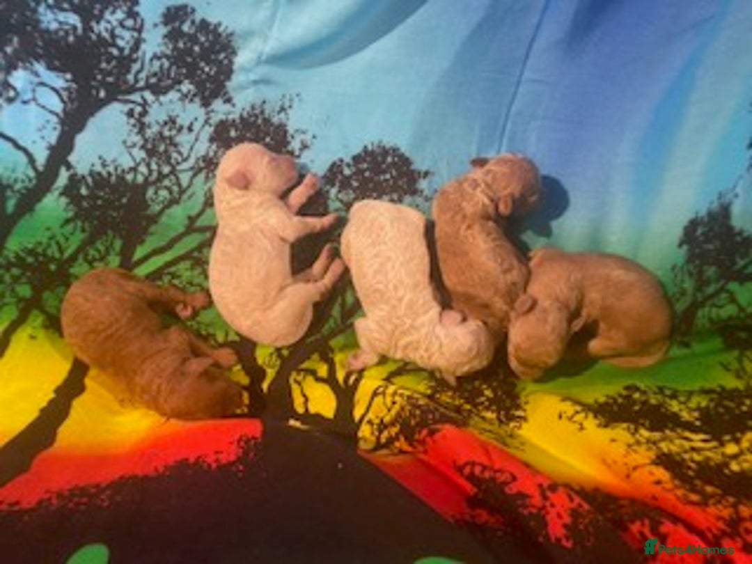 Toy Poodle dogs for sale: lyncham toy poodles  - Image 6