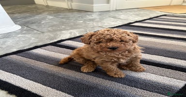 Maltipoo dogs Adorable tiny Maltipoo - Advert 12