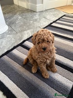 Maltipoo dogs Adorable tiny Maltipoo - Advert 4