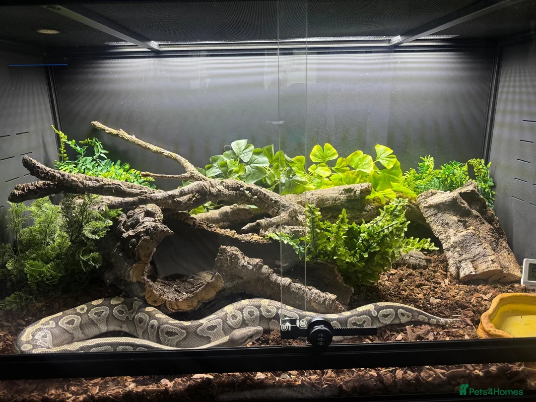 Python Snake reptiles for sale: Adult Female Mojave Hypo - Advert 1