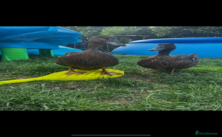 Ducks poultry - Advert 1