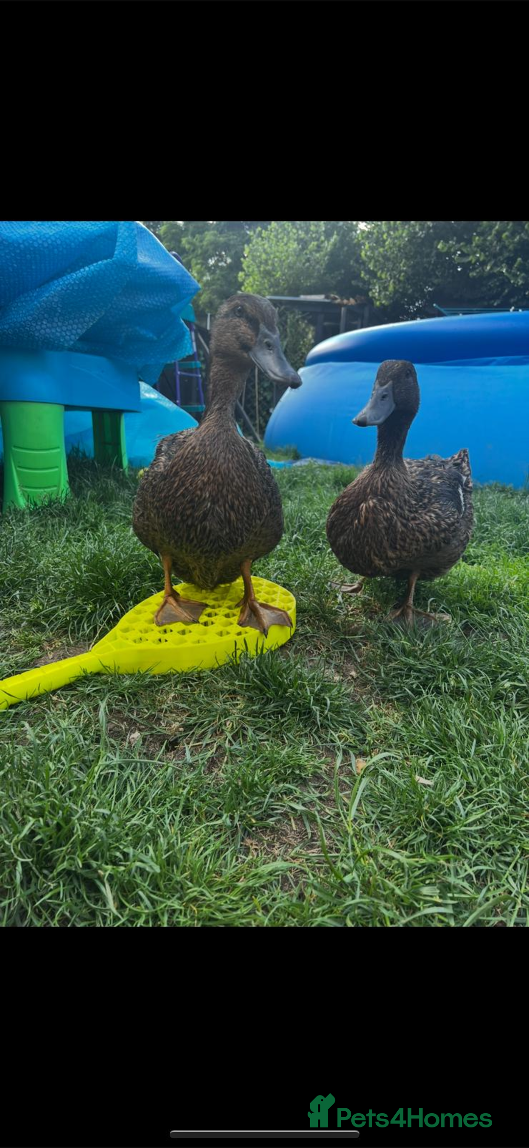 Ducks poultry for sale: Two khaki ducks and 1 small white chicken  - Image 1