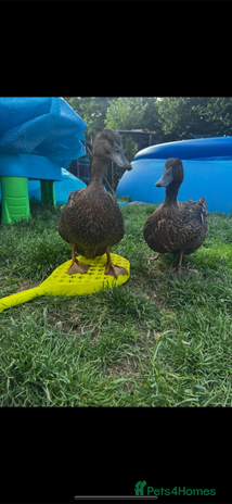Ducks poultry - Advert 7